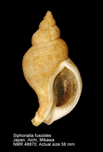 Siphonalia fusoides.jpg - Siphonalia fusoides(Reeve,1846)
